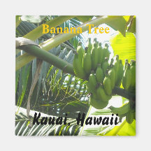 Bananier, Kauai, Hawaï Aimant