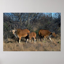 Banteng-Erwachsener Stier, Kalb und erwachsene Kuh Plakat