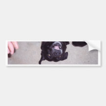 BAT-DOG AUTOSTICKER