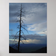 Baum-Silhouette Posterdrucke