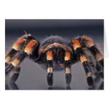 Beängstigende Tarantulaspinne Karten