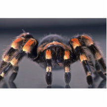 Beängstigende Tarantulaspinne Photoausschnitte