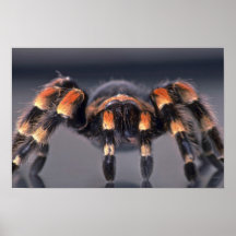 Beängstigende Tarantulaspinne Posterdruck