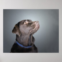 Beau Labrador brun chocolat Posters