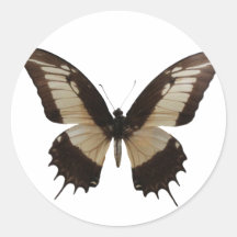 Beau papillon autocollant rond