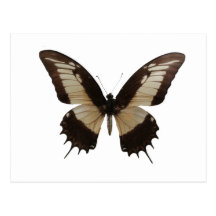 Beau papillon carte postale