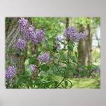 Beauté lilas affiches