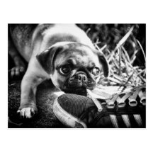 Beaux balais de Playfull Carte Postale