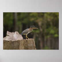 Beckenvogel Plakate