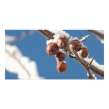 Beeren im Schnee Bildkarten