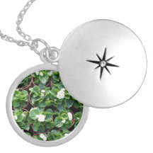 Bégonias Pendentifs
