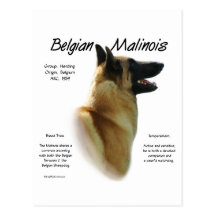 Belgier Malinois Geschichtsentwurf Postkarten