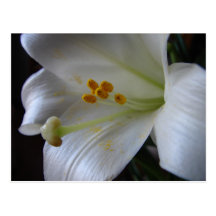 Belle fleur carte postale