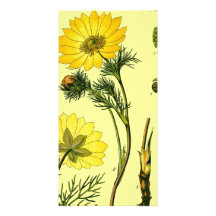 Belle fleur jaune cartes avec photo
