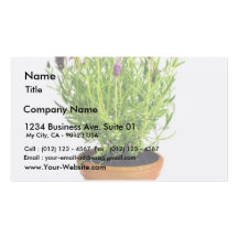 Belle lavande dans le pot sur le Backgro blanc Carte De Visite