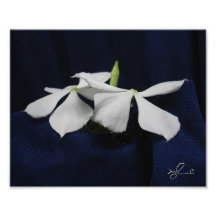 Belles fleurs jamaïcaines 1 photographe