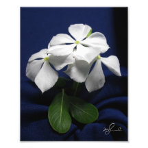 Belles fleurs jamaïcaines deux impressions photographiques