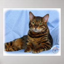 Bengal-Katze 9W052D-018 Poster