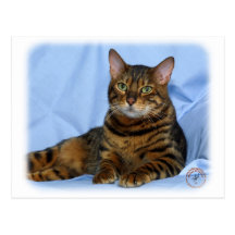 Bengalische Katze 9W052D-018 Postkarten