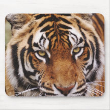 Bengalischer Tiger, Panthera der Tigris Mousepads