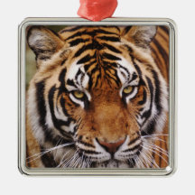Bengalischer Tiger, Panthera der Tigris Weihnachtsbaum Ornament