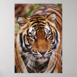 Bengalischer Tiger, Panthera der Tigris Plakatdruck