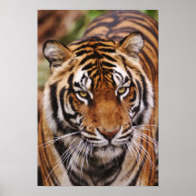 Bengalischer Tiger, Panthera der Tigris Plakatdruck