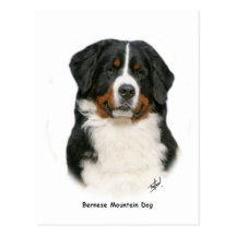 Bernese 9Y348D-094 Postkarte