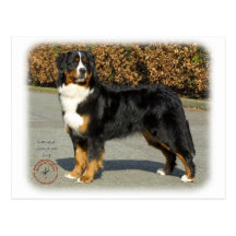 Bernese Gebirgshund 9T066D-133 Postkarte