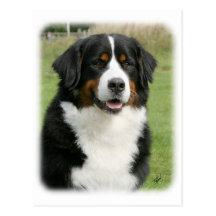 Bernese Gebirgshund 9Y236D-106 Postkarten