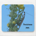 Betender Mantis-Paare auf Clary-Salbei-Pflanze mauspads