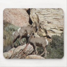 Big Horn-Schafe am roten Felsen Mauspads