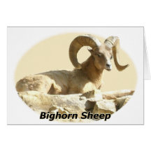 Bighorn-Schafe im Licht Grußkarte