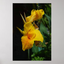 Bild der gelben Blume Plakatdrucke
