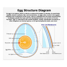 Biologisches Diagramm der Anatomie eines Eies Kunstfotos