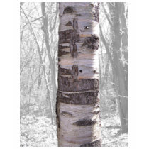 Birken-Baum