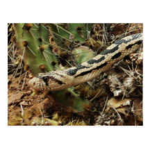 Blanc de serpent de Gopher Carte Postale
