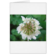 Blanc floraison de trèfle carte de vœux