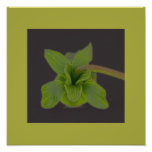 Blatt-Blüten-Foto