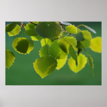 Blätter Wellness Poster