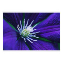 Blaue Clematis Makro Einladungskarten