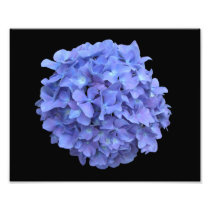 Blaue Hydrangea-Blüten-Fotografie