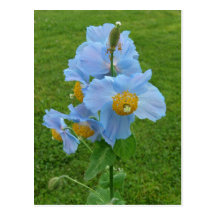 Blaue Mohnblume (Meconopsis) Postkarten