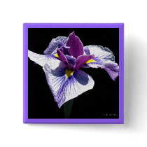 Blaueste lila Iris