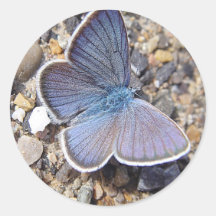 Bleu papillon adhésif rond