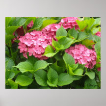Bloomin Hydrangeas Plakat