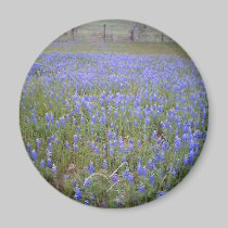 Bluebonnet-Feldmagnet magnete
