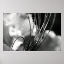 Blume 2 plakat