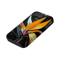 Blume iPhone 4 starker Fall