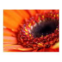 Blume Postkarten